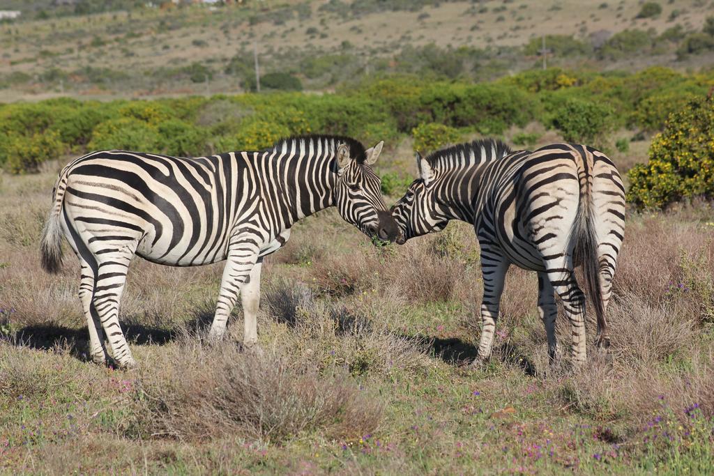 Garden Route Game Lodge Albertinia Экстерьер фото