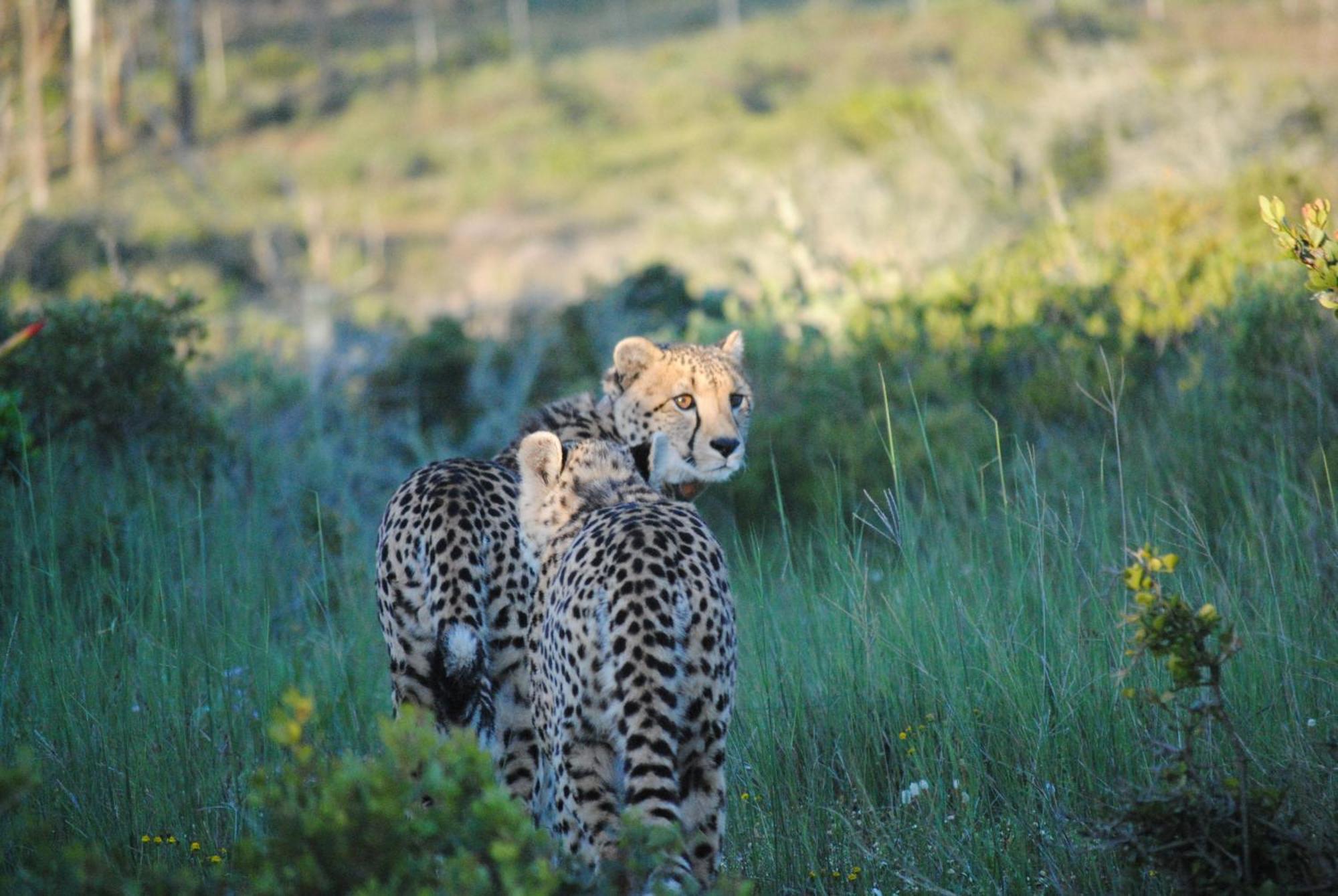 Garden Route Game Lodge Albertinia Экстерьер фото