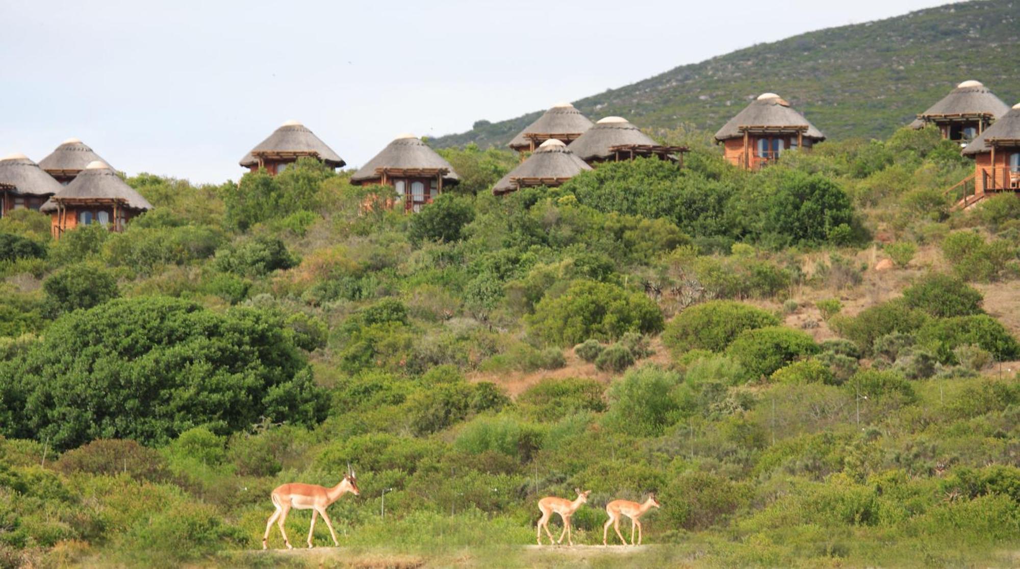 Garden Route Game Lodge Albertinia Экстерьер фото